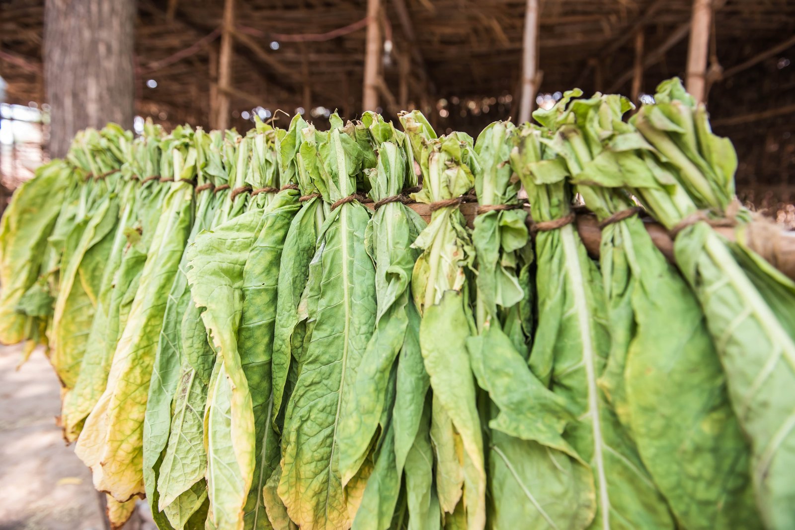 transforming_leaf_1